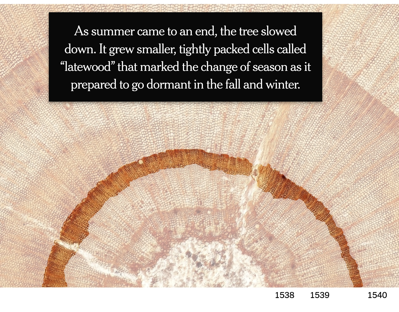This 500-Year-Old Tree in California Has a Story to Tell